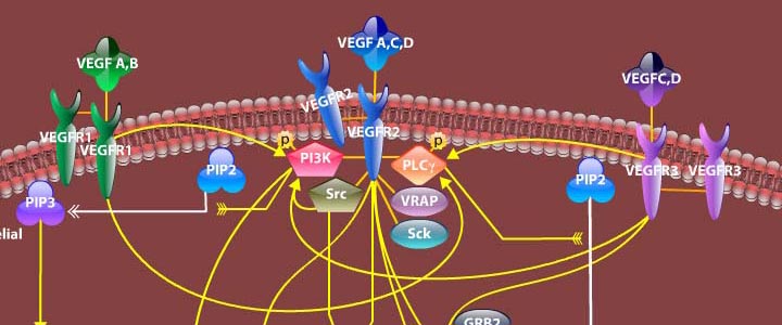 VEGF Pathway