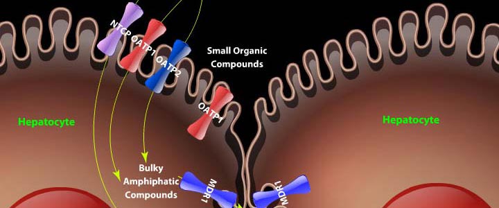 ABC Transporters in Cholestatic Hepatocytes