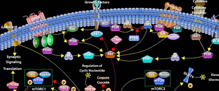 Akt Signaling