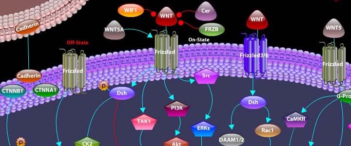 Alzheimers Disease Pathway
