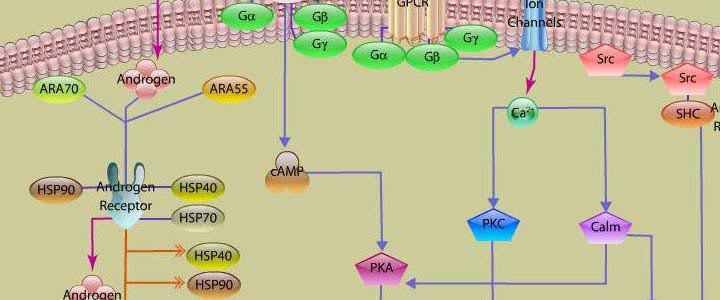 Androgen Signaling