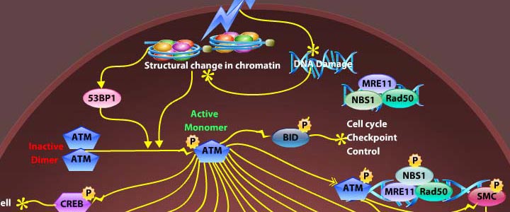 ATM Pathway