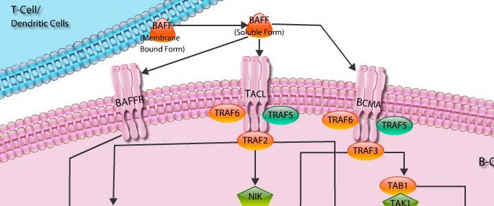 BAFF in B-Cell Signaling