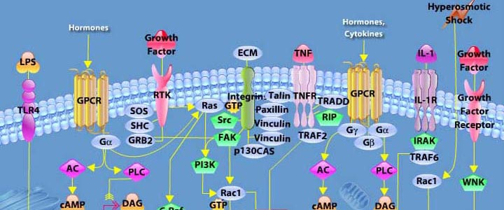 Mapk Signaling