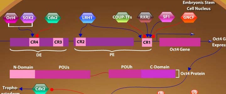 Oct4 in Mammalian ESC Pluripotency