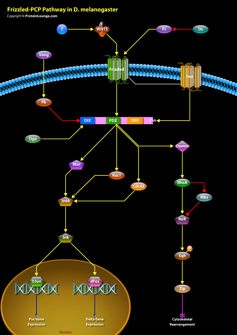 Design Pathways and Biological Graphics - ePath3D Online Design Pathways and Biological Graphics - ePath3D Online