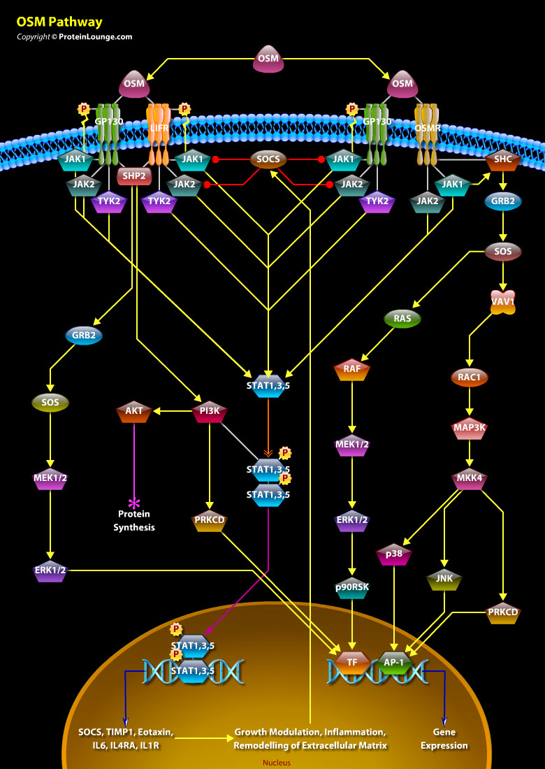 Design Pathways and Biological Graphics - ePath3D Online Design Pathways and Biological Graphics - ePath3D Online